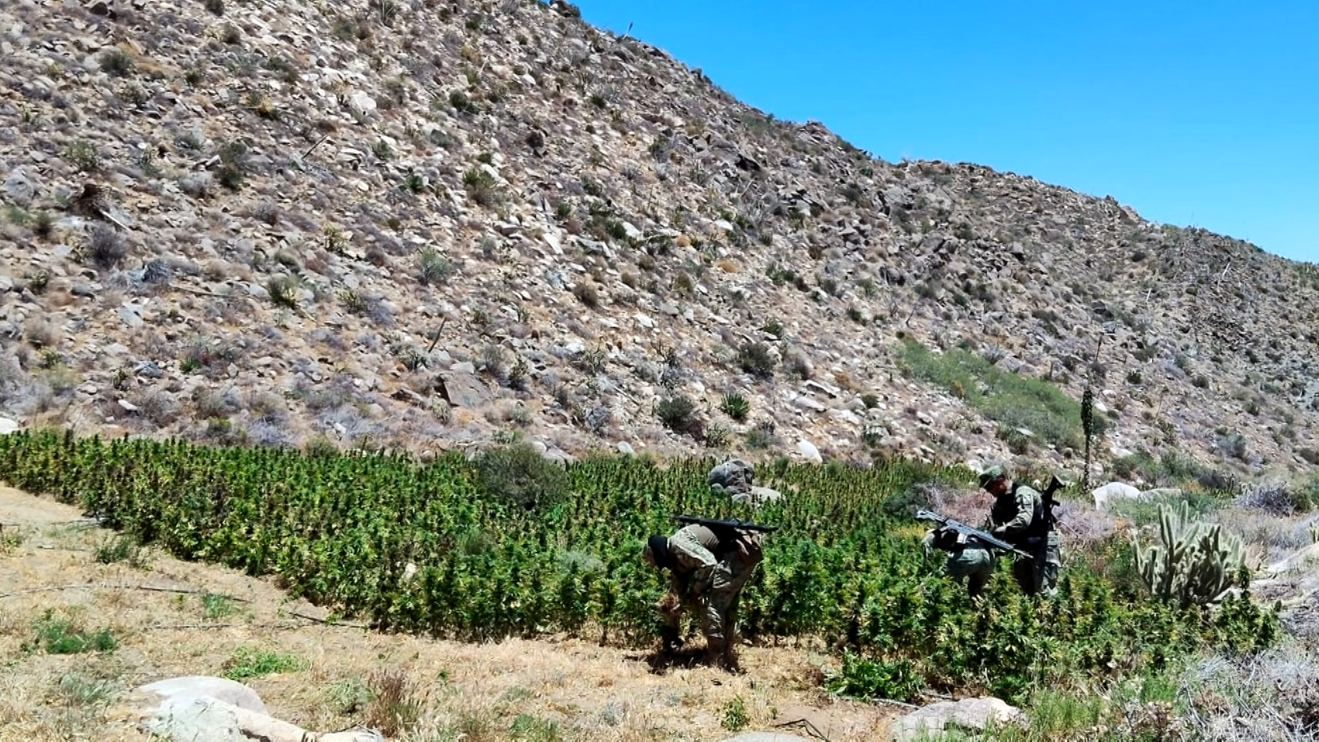 Queman plantios de marihuana Ensenada.Queman plantios de marihuana Ensenada.